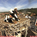 10_30-nest.jpg