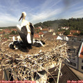 10_35-nest.jpg