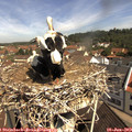 10_40-nest.jpg