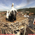 10_45-nest.jpg