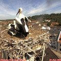 10_50-nest.jpg