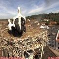 10_55-nest.jpg