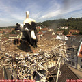 11_00-nest.jpg