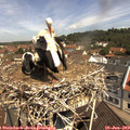 11_05-nest.jpg