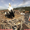 11_10-nest.jpg