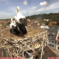 11_15-nest.jpg