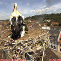11_25-nest.jpg