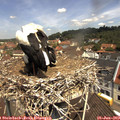 11_30-nest.jpg