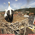 11_35-nest.jpg