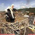 11_40-nest.jpg