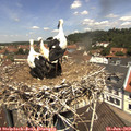 11_55-nest.jpg