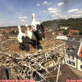 12_00-nest.jpg
