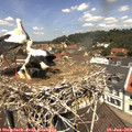 12_05-nest.jpg