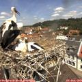 12_10-nest.jpg