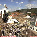 12_15-nest.jpg