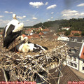 12_20-nest.jpg