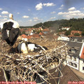 12_25-nest.jpg