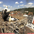 12_30-nest.jpg