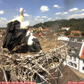 12_35-nest.jpg