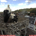 12_40-nest.jpg