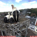 12_45-nest.jpg