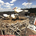 12_50-nest.jpg