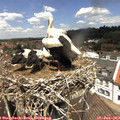 12_55-nest.jpg