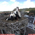 13_00-nest.jpg