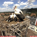 13_05-nest.jpg