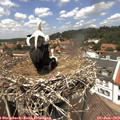 13_15-nest.jpg