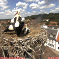 13_20-nest.jpg