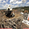 13_25-nest.jpg