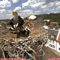 13_30-nest.jpg