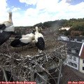 13_35-nest.jpg