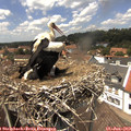 13_50-nest.jpg