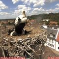13_55-nest.jpg