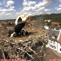 14_00-nest.jpg