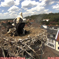 14_10-nest.jpg