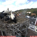 14_15-nest.jpg