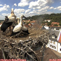14_20-nest.jpg