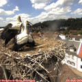 14_25-nest.jpg
