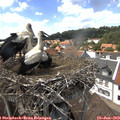 14_30-nest.jpg