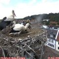 14_35-nest.jpg