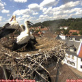 14_40-nest.jpg