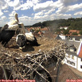 14_50-nest.jpg