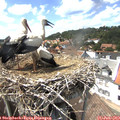 14_55-nest.jpg