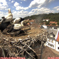 15_00-nest.jpg