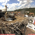15_10-nest.jpg