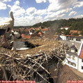 15_15-nest.jpg