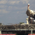 15_20-mast.jpg